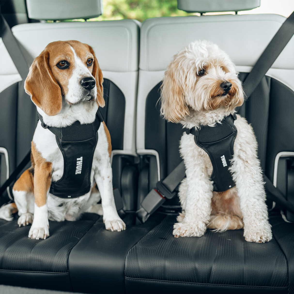 Thule Cappy Pet