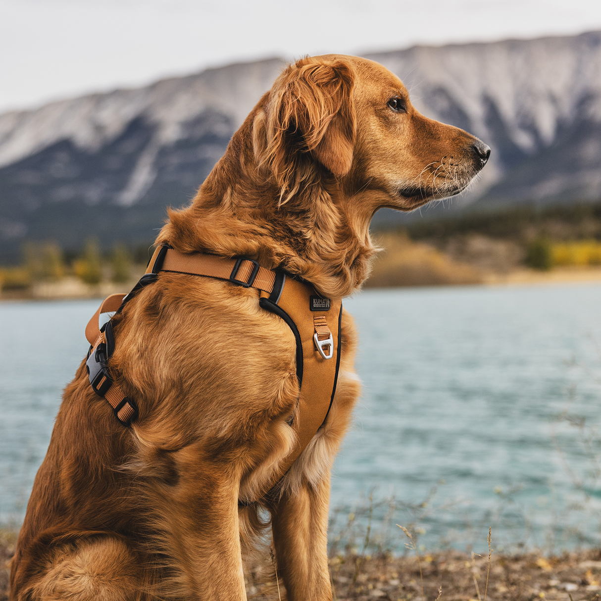 Kuma Outdoor Gear Lazy Bear Dog Harness