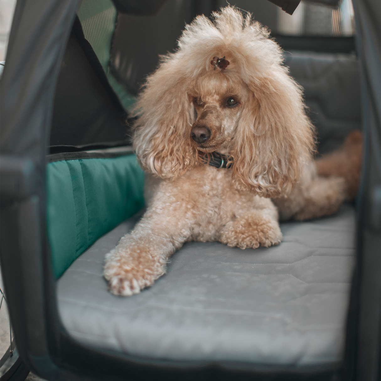 Thule Bexey Dog Bed M Pet