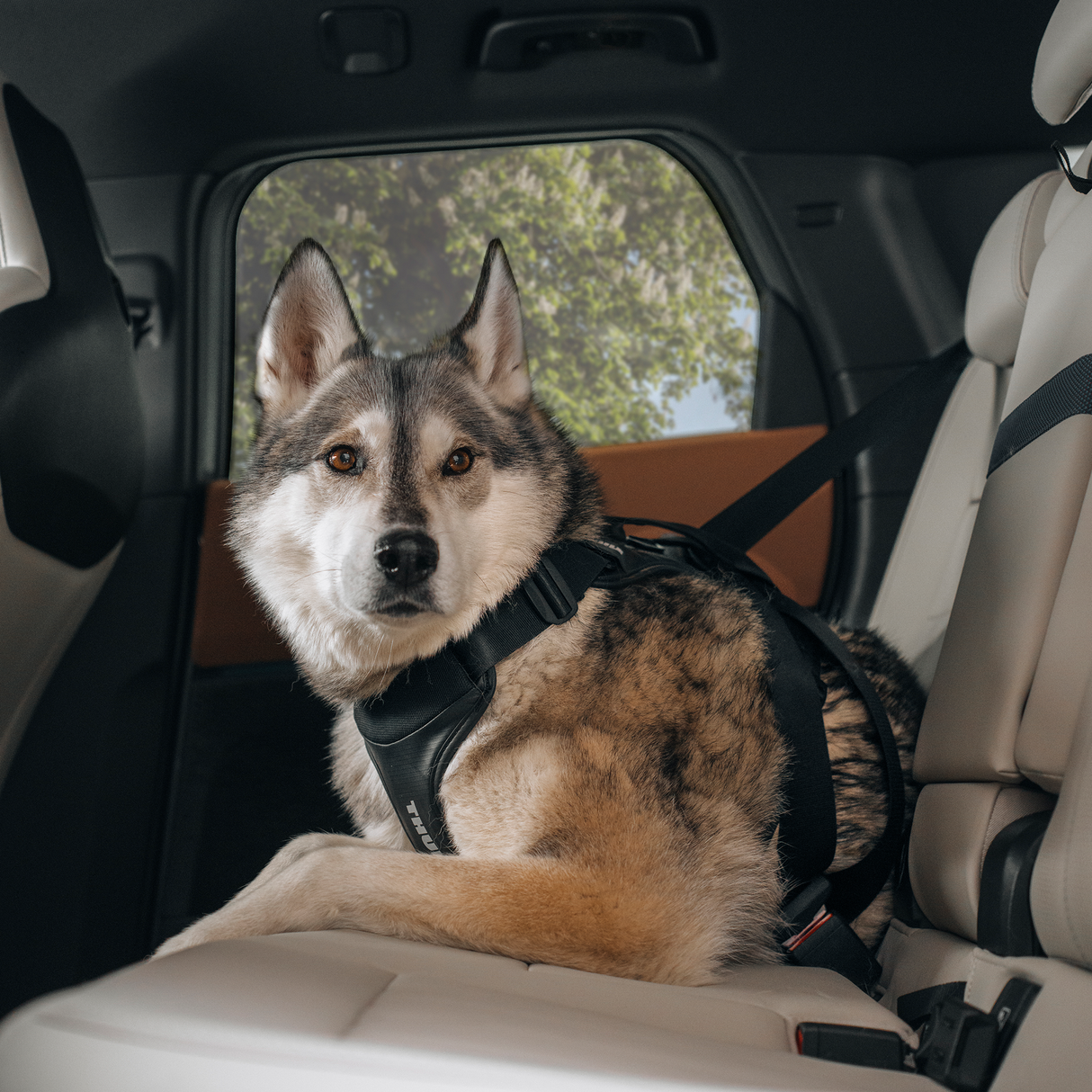 Thule Cappy Pet
