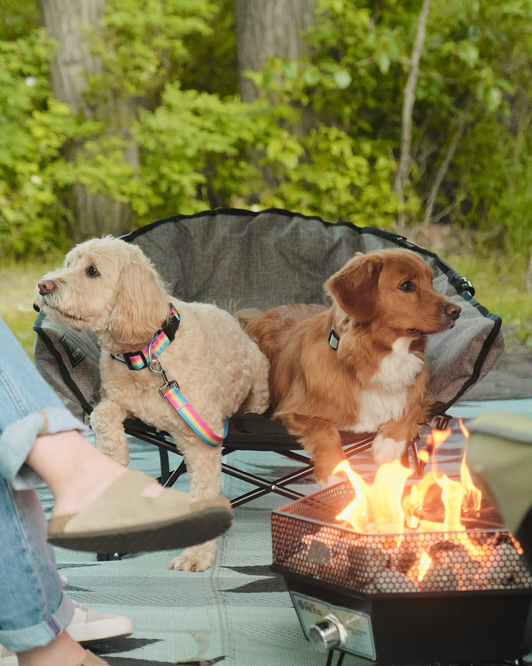 Kuma Outdoor Gear Backtrack Dog Collar 