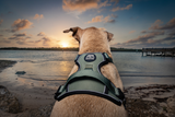 Kuma Outdoor Gear Lazy Bear Dog Harness 
