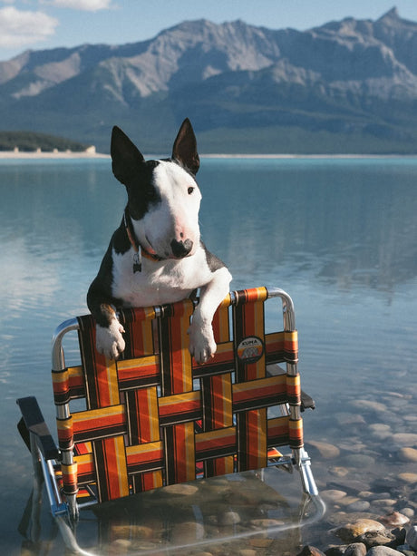 Kuma Outdoor Gear Backtrack Leash 