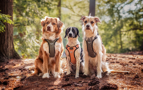 Kuma Outdoor Gear Lazy Bear Dog Harness 